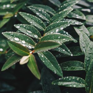 feuilles avec goutelettes d'eau