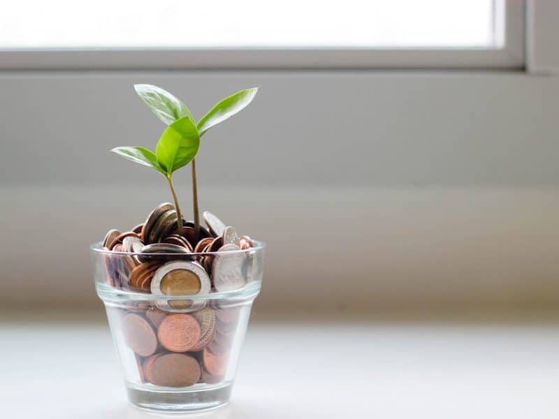plante argent